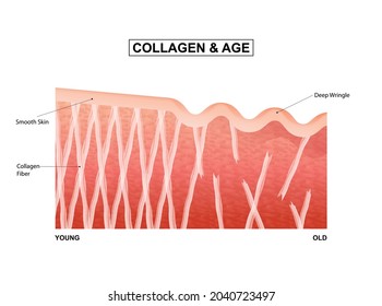 Skin collagen through the life stages. Collagen in young and old skin.