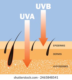 Skin compare , Protect both UVA and UVB, ultraviolet comparison