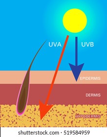 Skin compare , Protect both UVA and UVB