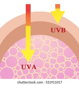 Skin Compare Protect Both Uva Uvb Stock Vector (Royalty Free) 531911017 ...