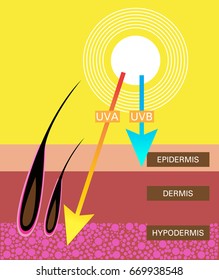 Skin compare , Protect both UVA and UVB