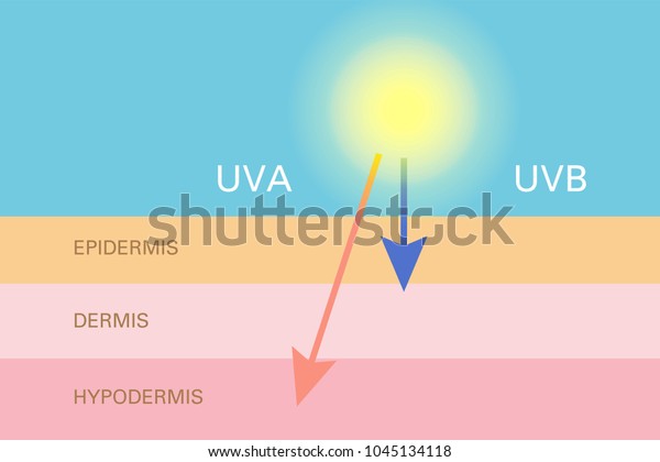 Skin Compare Protect Both Uva Uvb Stock Vector (Royalty Free) 1045134118