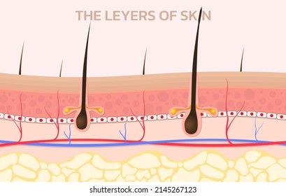 skin concerning the use of sunscreen.vector for sunscreen advertising.summer protection cream
