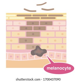 Skin cross section. Skin cells turnover.  Pale colored illustration.