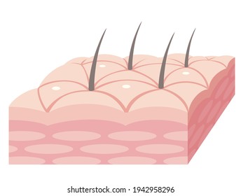 Skin cross section of epidermis. Pores and sweat glands. Pale colored illustration in flat cartoon style.