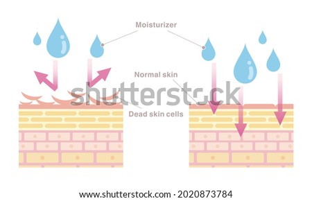 Skin cross section. Moisturizer will not penetrate skin of dead skin cells. Pale colored illustration in flat cartoon style.