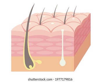 Skin cross section. Pore, epidermis, and sweat glands.  Pale colored illustration in flat cartoon style.