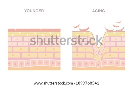 Skin cross section. Younger and aging. Smooth and wrinkled. Pale colored illustration in flat cartoon style.