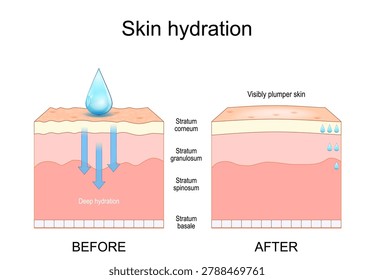 Skin hydration. Cross section of a human skin Before and After Deep hydration. From Dehydrated skin to Visibly plumper epidermis. Stratum granulosum, Stratum corneum, Stratum spinosum and Basal cells. Vector illustration. Medical poster. Schematic diagram. Anti-Aging Facial Rejuvenation