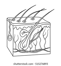 8,387 Skin diagram Images, Stock Photos & Vectors | Shutterstock
