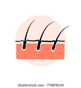skin layer and hair root  vector