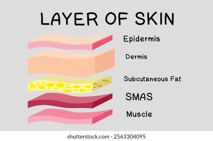 Skin layered structure on gray background