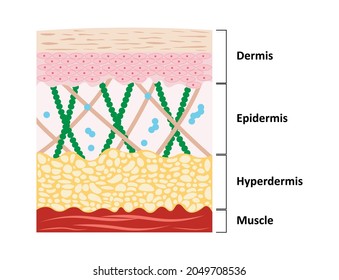Skin layers from dermis down to muscle 