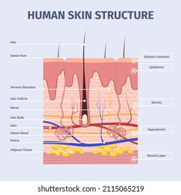 Skin Layers Detailed Illustrations Human Structure Stock Vector ...