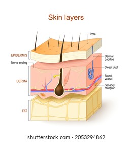 Skin layers. Epidermis, Derma, Hypodermis. Structure of the human skin: Hair, Sensory receptor and Nerve ending, Blood vessel, Pore, Dermal papillae, Sweat duct and Sebaceous gland. Vector