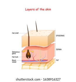 Skin Layers. Epidermis, dermis, hypodermis (fat). Healthy human's skin with hair follicle, blood vessels, and sebaceous glands. Vector illustration about medical diagram.