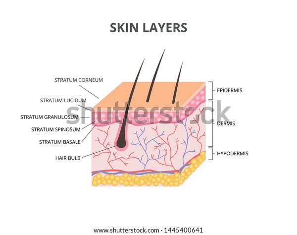 Skin layers: Epidermis, Dermis, Hypodermis\
isometric vector\
illustration