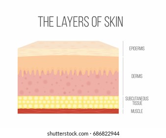 simple skin layers diagram
