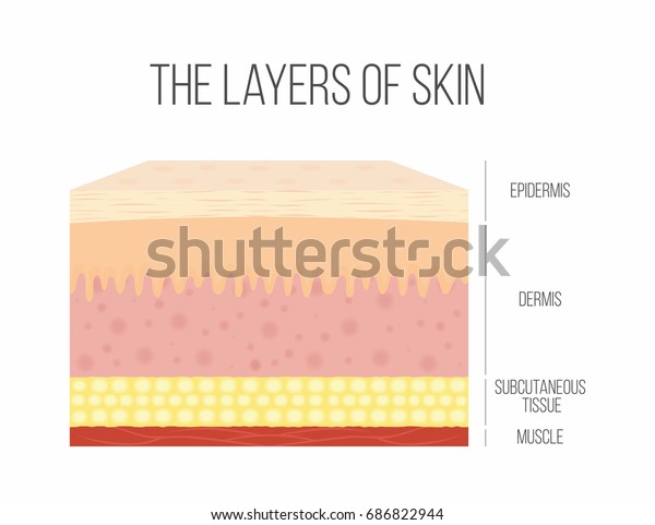 Skin Layers Healthy Normal Human Skin Stock Vector (Royalty Free ...