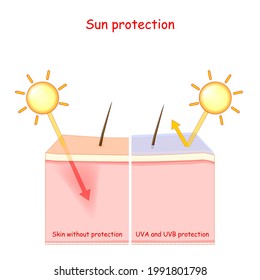 Skin layers. Sun protection. lotion for UVA and UVB rays. Vector illustration.