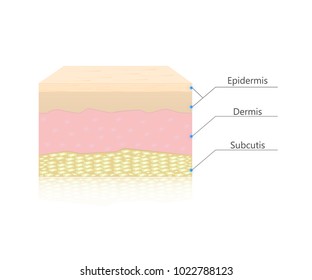 Skin layers vector. Dermis, epidermis and subcutis.Human anatomy