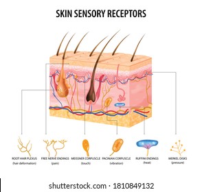 Skin Sensory Receptors Concept With Nerve And Hair Flat Vector Illustration