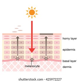 Skin Spot Mechanism Stock Vector (Royalty Free) 425972227 | Shutterstock