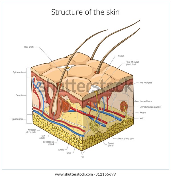 皮膚構造 動物の皮膚 人間の皮膚 体の構造 獣医 髪 ベクターイラスト スライス のベクター画像素材 ロイヤリティフリー