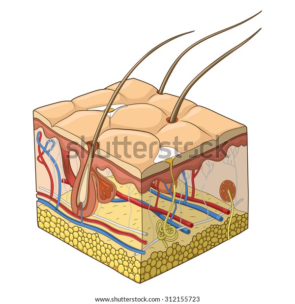Image vectorielle de stock de Structure de la peau, peau de 312155723
