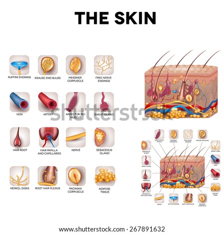 The skin and skin structure components, detailed illustration. Skin sensory receptors, vessels, hair, muscle, etc. Beautiful bright colors.