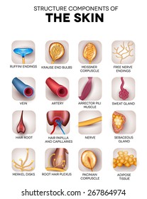 The skin structure components, detailed illustrations, icons. Skin sensory receptors, vessels, hair, muscle, etc. Beautiful bright colors.