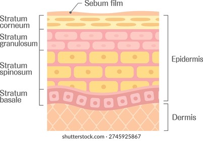 epidermis