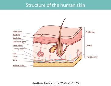 skin structure, hair follicle, skin layers. vector illustration.