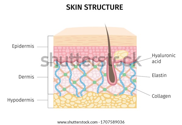 skin structure, old\
skin, young skin, 