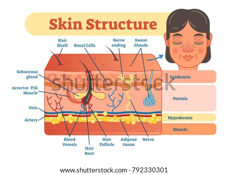 Skin structure vector illustration diagram with skin layers and main elements. Educational medical dermatology information.
