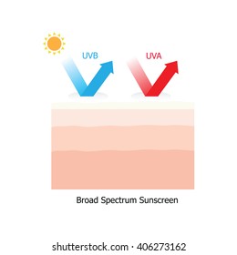 Skin with sunblock both UVA and UVB  infographic
