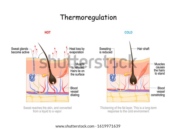 skin\
thermoregulation. Body temperature regulation. If the body is too\
hot, blood vessels dilate. Sweat glands produce more sweat, which\
evaporates to cool the skin. Heat and\
perspiration