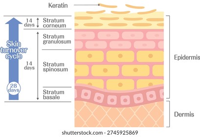 Skin turnover process diagram showing epidermis layers and cell regeneration over 28 days, medical illustration