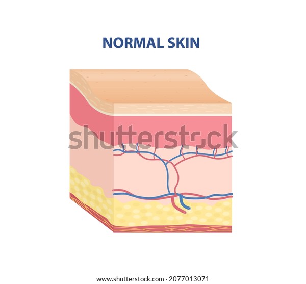 Skin Type Sticker. Normal epidermis without\
inflammation. Anatomical structure of skin. Design element for\
cosmetology magazines. Cartoon isometric vector illustration\
isolated on white\
background