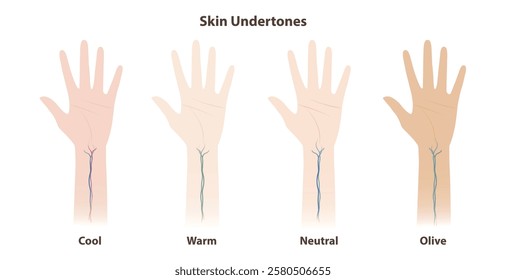 The skin undertones vein test vector illustration isolated on white background. The categories of undertones look at the veins on the wrist. Cool, warm, neutral and olive. Skin and beauty concept.