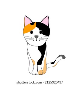 A skinny  calico cat with white background 