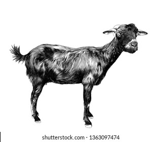 skinny goat stands tall and looks into the camera, sketch vector graphics monochrome illustration on white background