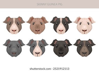 Clipart de cobaia magra. Ondulado sem pelos. Todas as cores do casaco cavies conjunto. Pequenos roedores de estimação. Ilustração vetorial