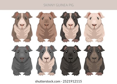 Clipart de cobaia magra. Ondulado sem pelos. Todas as cores do casaco cavies conjunto. Pequenos roedores de estimação. Ilustração vetorial