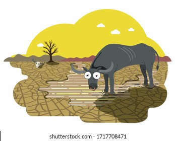 Skinny water buffalo drinking water in a puddle under hot sun, drought farmland with cracked surface of dried mud. Global warming concept illustration