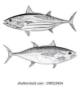 SkipJack And Big Eye Tuna Illustrations