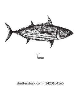 Skipjack tuna (balaya, aku, arctic bonito, mushmouth, oceanic bonito, striped tuna, victor fish) with inscription, hand drawn doodle sketch, isolated vector outline illustration