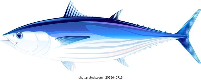 Skipjack tuna fish in side view, realistic sea fish illustration on white background, commercial and recreational fisheries