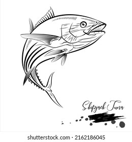 Skipjack tuna, saltwater fish, realistic sketch vector illustration 