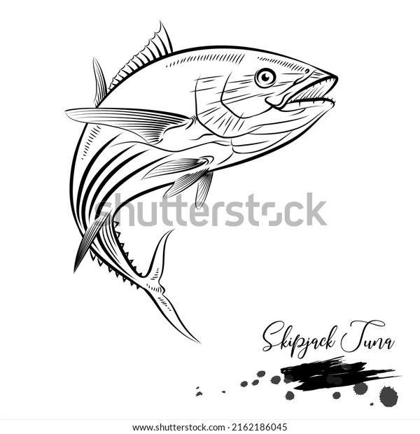 Skipjack tuna, saltwater fish, realistic sketch vector\
illustration 